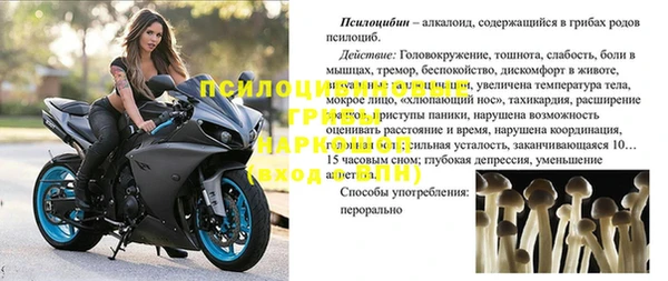 прущие грибы Новокубанск